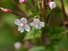 coloratum ndepụta