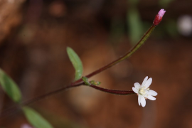 minutum ndepụta