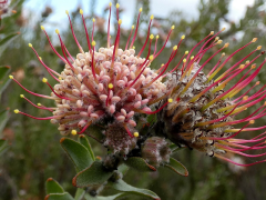 calligerum ndepụta