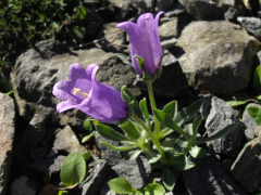 alpestris lîste