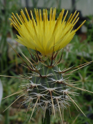 sulphurea lîste