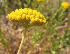 ageratum тизме