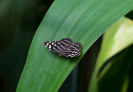 cyaniris rārangi