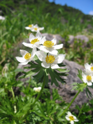 narcissiflora rārangi