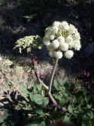 tomentosa rārangi