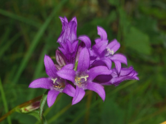 glomerata rārangi