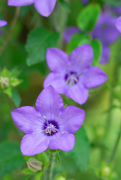 primulifolia rārangi