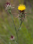 melitensis rārangi