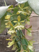 coronatum rārangi