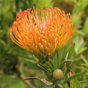 catherinae rārangi