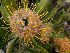 truncatum rārangi