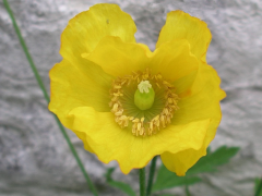 cambricum rārangi