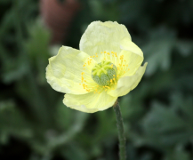 lapponicum rārangi