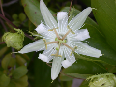 pectinata rārangi