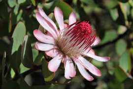 punctata rārangi