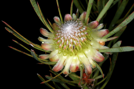 scolymocephala rārangi