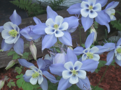 coerulea rārangi