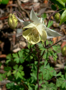 fragrans rārangi