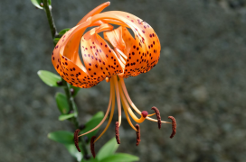 lancifolium rārangi