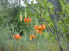 pardalinum rārangi