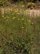 silphioides ലിസ്റ്റ്