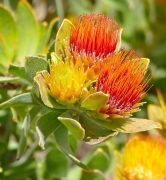 oleifolium ലിസ്റ്റ്