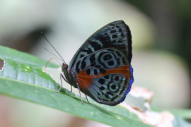 sophonisba ലിസ്റ്റ്