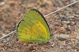 brigitta ലിസ്റ്റ്