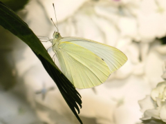 oleracea ലിസ്റ്റ്