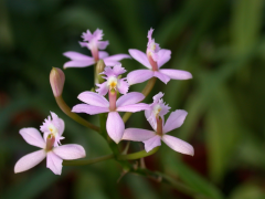 ibaguense सूची