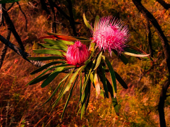 curvata mndandanda