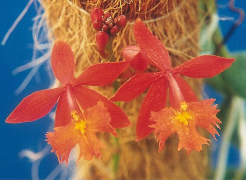 radicans zoznam