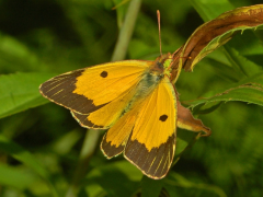 croceus liiska