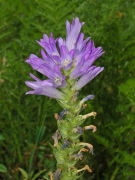 spicata akojọ